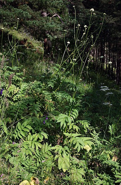 File:Cephalaria gigantea 5.jpg