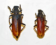 Cerambycidae - Cerambyx welensii.jpg
