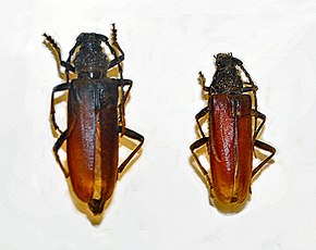 Beschreibung des Bildes Cerambycidae - Cerambyx welensii.jpg.