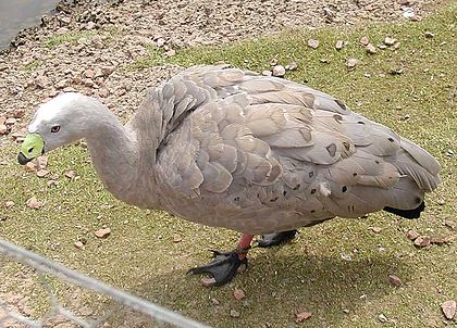 Cape Barren goose Cereopsis novaehollandiae1.jpg