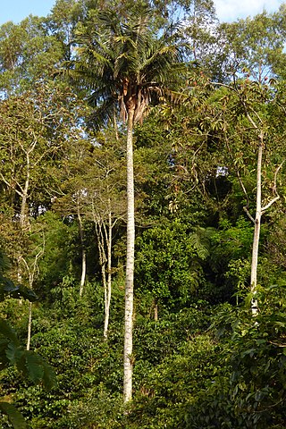 <i>Ceroxylon alpinum</i> Species of palm