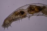 Миниатюра для Файл:Chaetogaster diaphanus.png