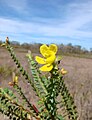 Chamaecrista ramosa var. lucida.jpg