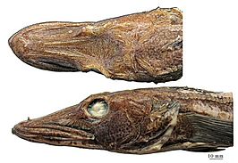 Channichthys panticapaei