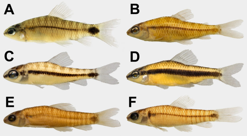 File:Characidium (168328).png