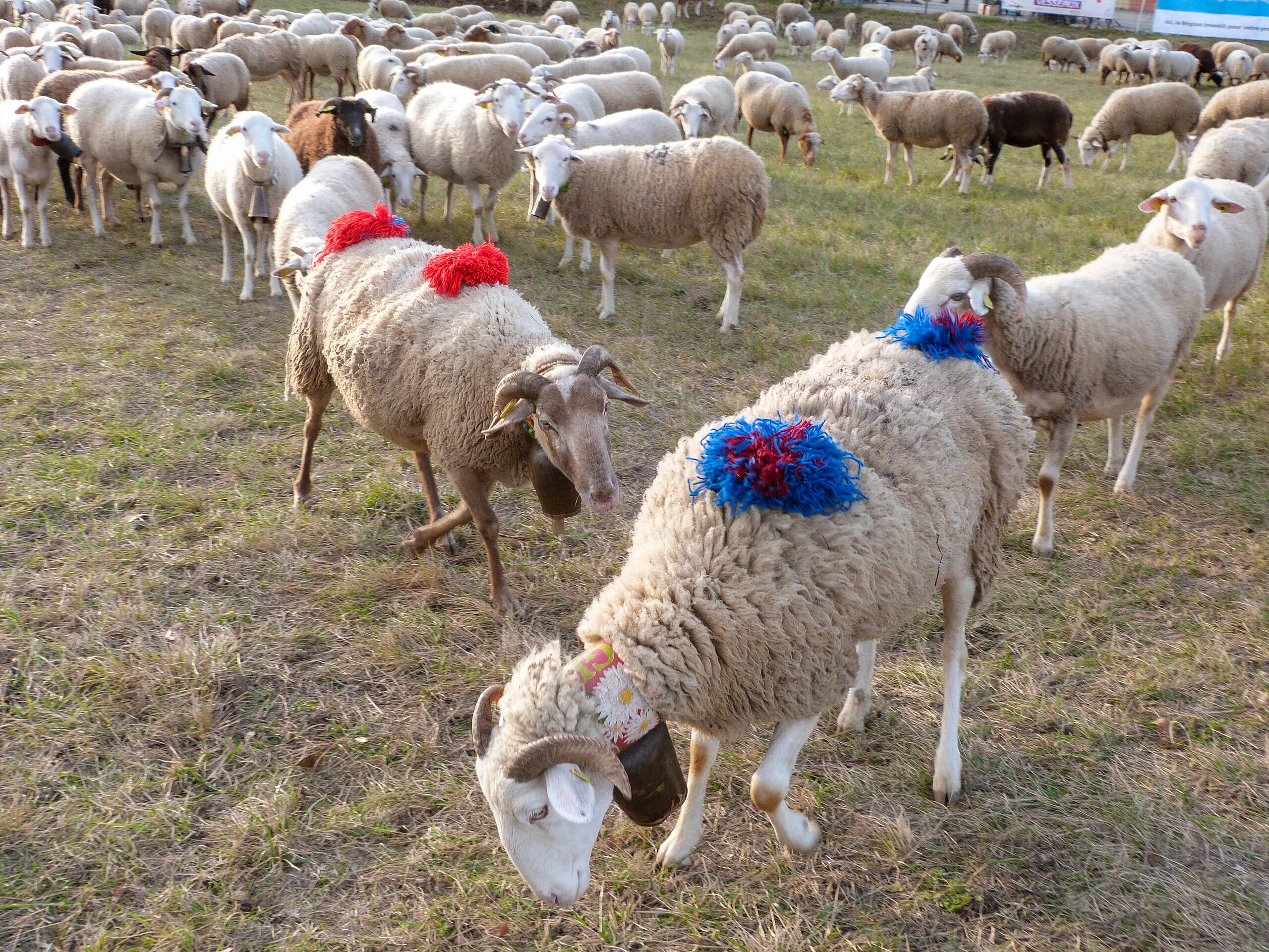 Les brebis c'est sympa ! 2560px-Charge_de_brebis