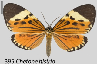 <i>Chetone histrio</i> Species of moth