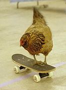 A chicken on a skateboard.