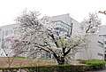 P243 千原桜 Chiharazakura 全体の写真