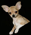 Chihuahua lores1.jpg
