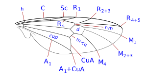 Veines des ailes de Chiromyzinae.svg