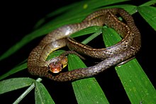 Chironius scurrulus (Yasuni).jpg 