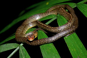 Chironius scurrulus (Yasuni).jpg