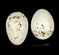 Chloris sinica (Grey-capped Greenfinch) egg