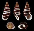 * Nomination Shell of a Philippine landsnail, Chrysallis virgata virgata --Llez 07:48, 9 October 2011 (UTC) * Promotion  Support QI & Useful --Archaeodontosaurus 09:45, 9 October 2011 (UTC) - very useful, QI for me --