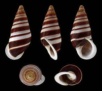 Chrysallis virgata virgata