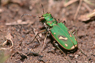 <i>Cicindela ohlone</i> Species of beetle