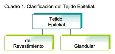 Clasificación del tejido epitelial.jpg