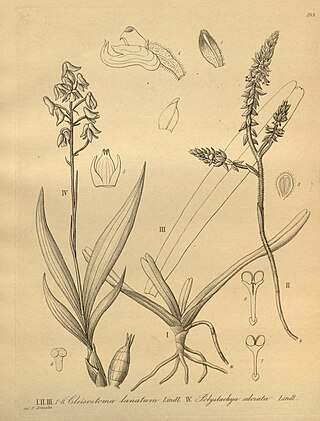 <i>Cleisomeria</i> Genus of orchids