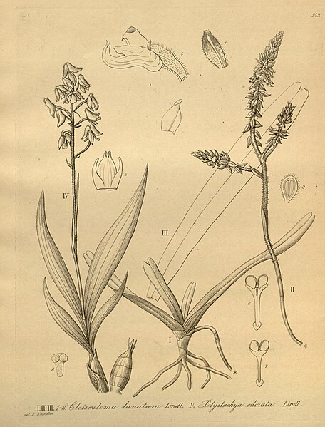 File:Cleisomeria lanatum (as Cleisostoma lanatum) - Polystachya odorata - Xenia 3 pl 249.jpg