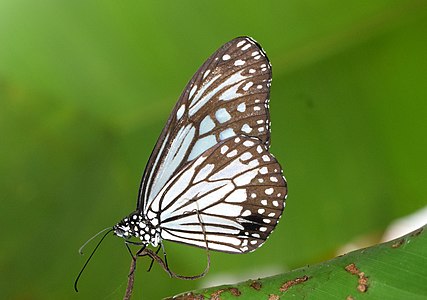 Ventral view