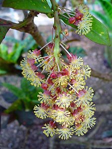 Codiaeum variegatum Male flowers