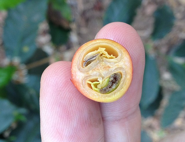 Coffee cherry cross-section