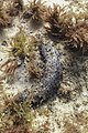 * Nomination Tubular sea cucumber (Holothuria tubulosa), Arrábida Natural Park, Portugal --Poco a poco 18:30, 7 September 2021 (UTC) * Promotion  Support Good quality. --Steindy 22:46, 7 September 2021 (UTC)