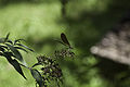 Sur un Buddleia de David