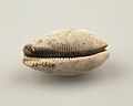 Collectie Nationaal Museum van Wereldculturen TM-2344-185 Schelp, gevonden in een graf Aruba.jpg