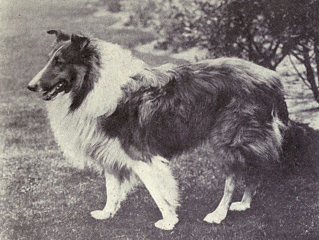 Rough Collie, circa 1915