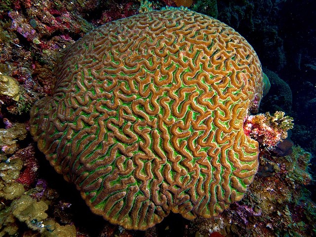 Колония коралла Colpophyllia natans