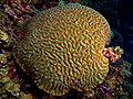 Colpophyllia natans (Boulder Brain Coral) entire colony.jpg