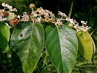 <i>Commersonia bartramia</i> Species of flowering plant