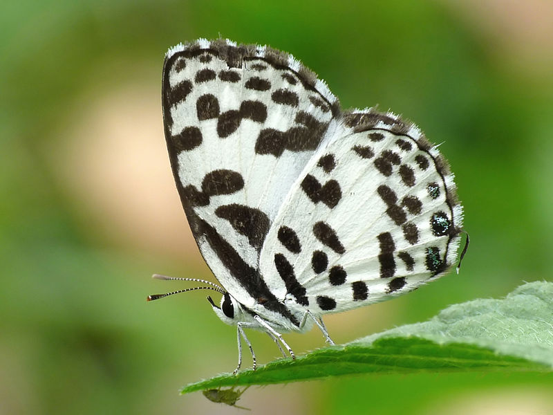 File:Common Pierrot Castalius rosimon by kadavoor.JPG