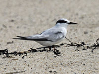 Tern, Common Sterna hirundo