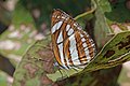 * Nomination Common sailer (Neptis hylas varmona), MP, India --Charlesjsharp 11:49, 11 January 2018 (UTC) * Decline Not sharp enough. Sorry. --Ermell 17:45, 11 January 2018 (UTC)