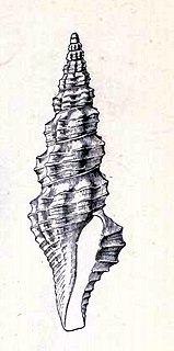 <i>Compsodrillia haliostrephis</i> Species of gastropod