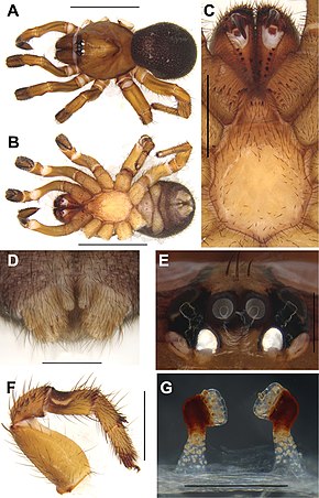 Descrição da imagem Conothele Bisha (10.3897-zookeys.833.32736) Figura 5.jpg.