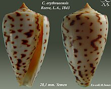Conus erythraeensis 2.jpg