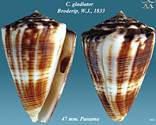 Conus gladyatör 3.jpg