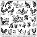 "Coqs_-_Rosters,_cocks_-_Public_domain_book_illustration_from_French_encyclopedia_Larousse_du_XXème_siècle_1932.jpg" by User:Wolfmann
