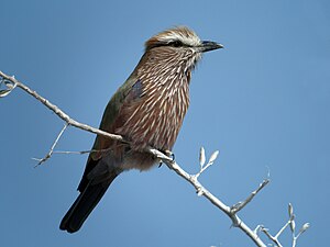 Coracias Naevius: Sinonimia, Descripción, Comportamientu