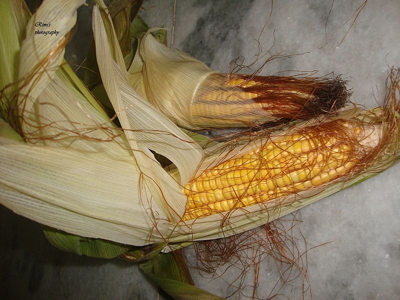 File:Corny corn.jpg