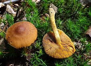 Cortinarius cinnamomeoluteus a2.jpg