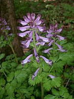 Thumbnail for Corydalis incisa