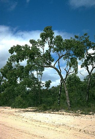 <i>Corymbia abergiana</i> Species of plant