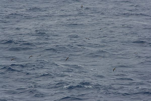 A group 200 nm east of Madeira