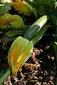 Courgette en maturation.