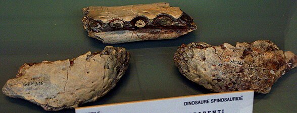 Another view of the fossil jaw pieces.